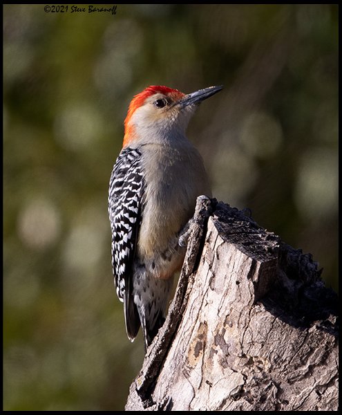 _B211125 red-bellied woodpecker.jpg